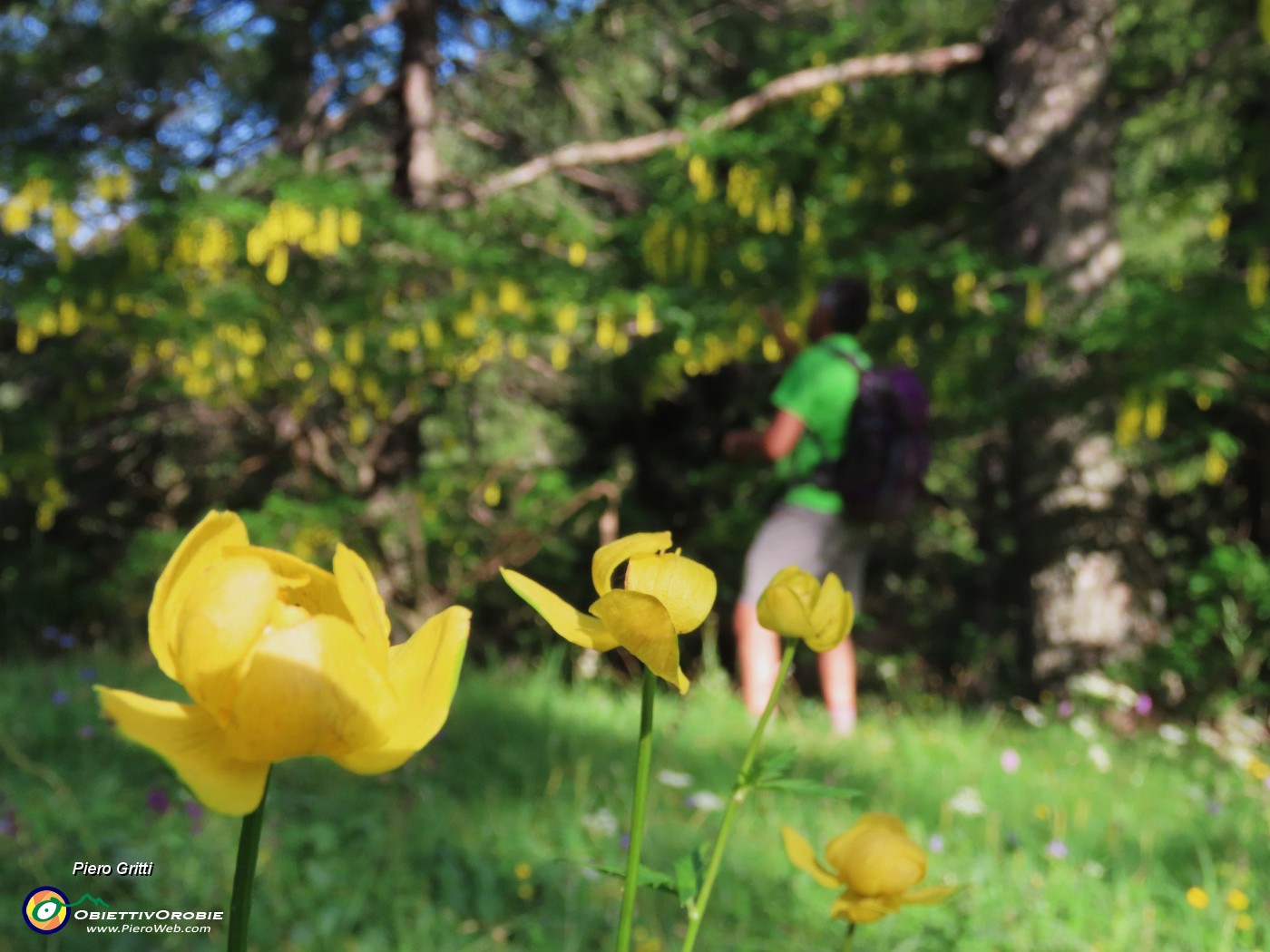 15 Trollius europaeus (Botton d'oro) .JPG